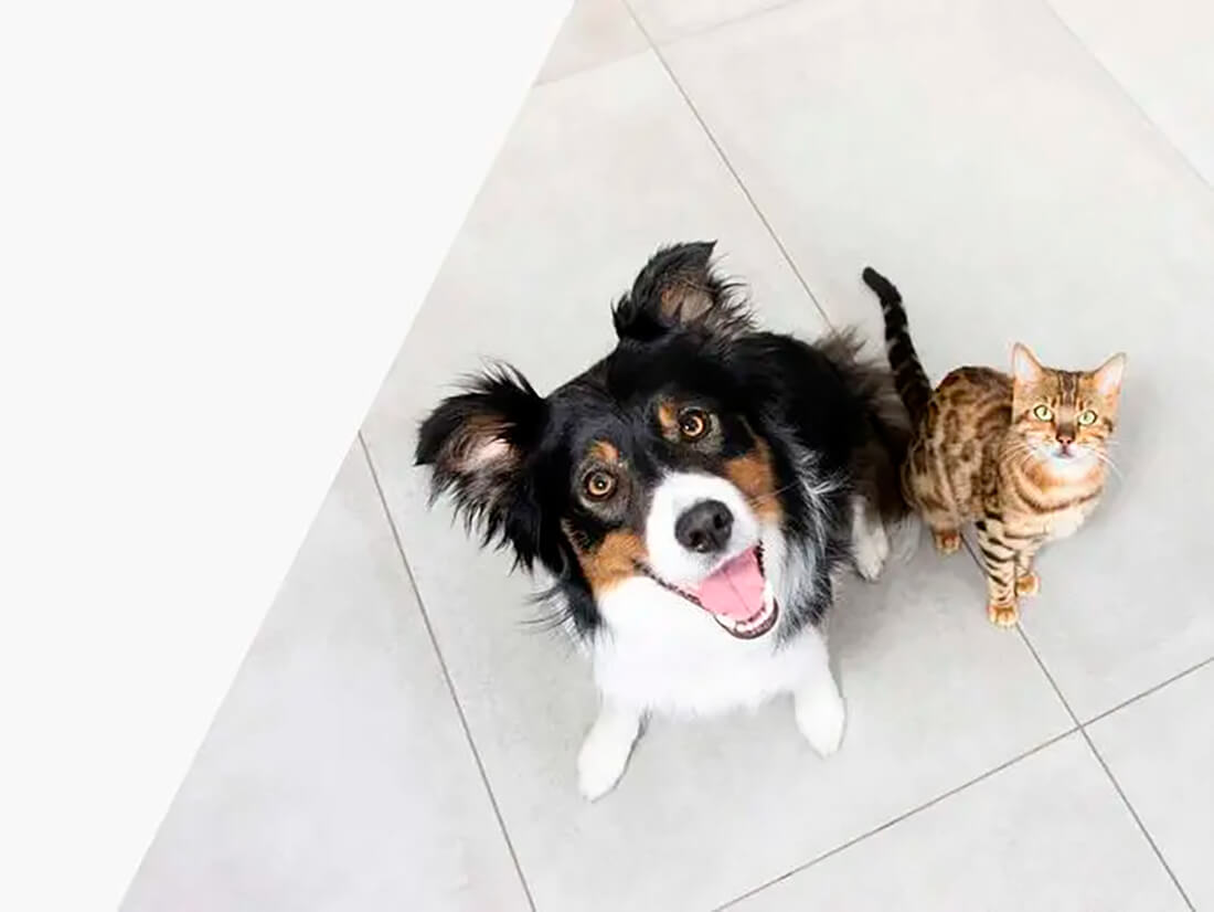 Pet