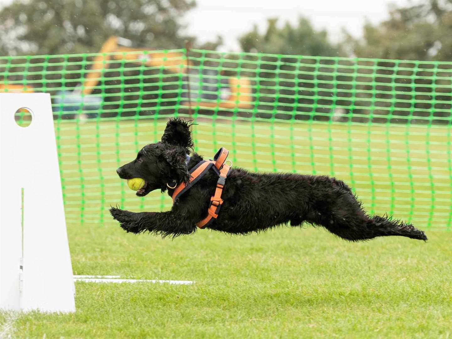 Ninja is an active and well-trained dog who loves taking part in flyball and agility