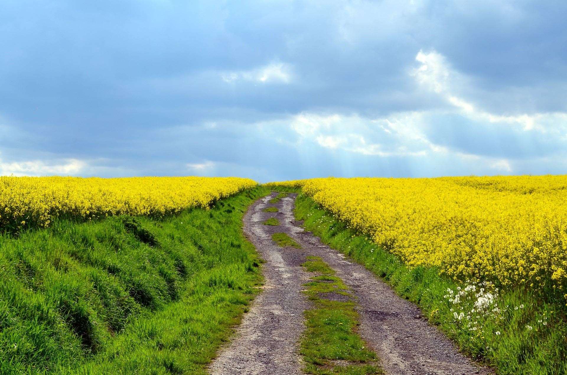 Rapeseed crops look lovely but are toxic to animals