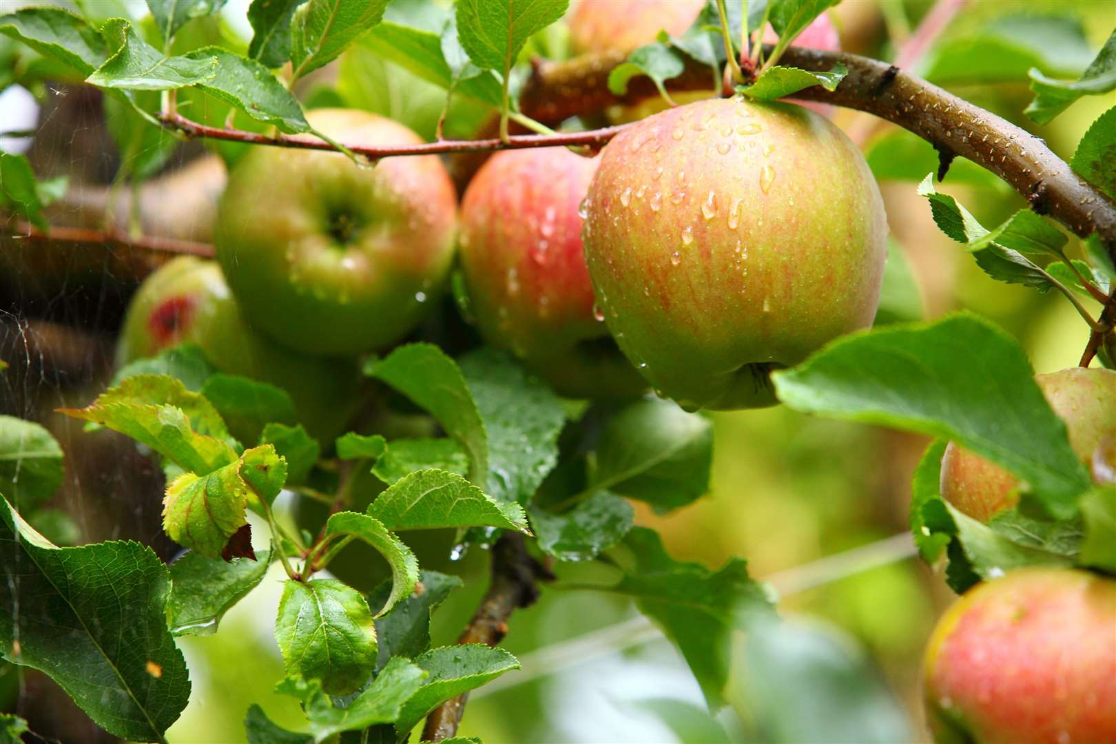 Fruit such as apples, plums and other stone fruit can be fatal to your pet. Stock image