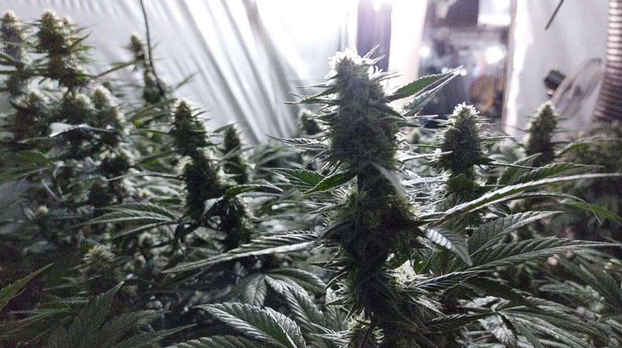 Some of the plants discovered in Wisbech by police.