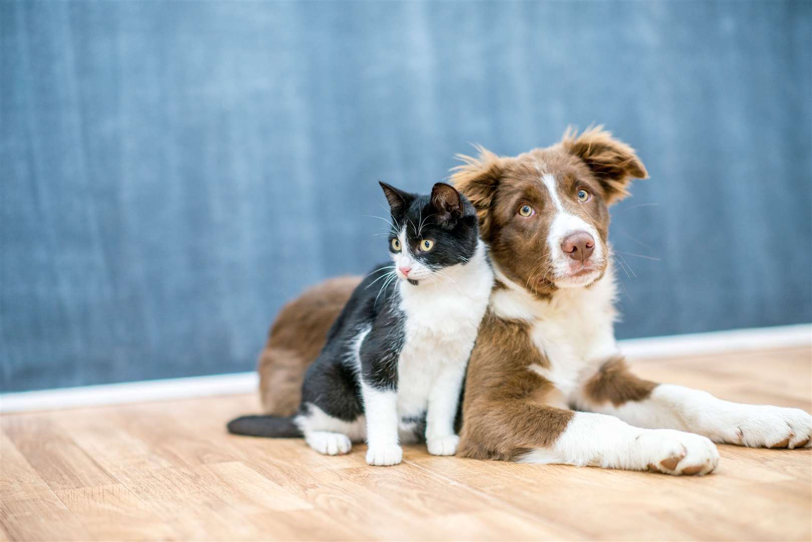 To celebrate a recent £150million investment in the future of Purina’s Wisbech factory, the Fenland Citizen has partnered with the pet care specialist to launch the Pet Pride Awards. Picture: iStock