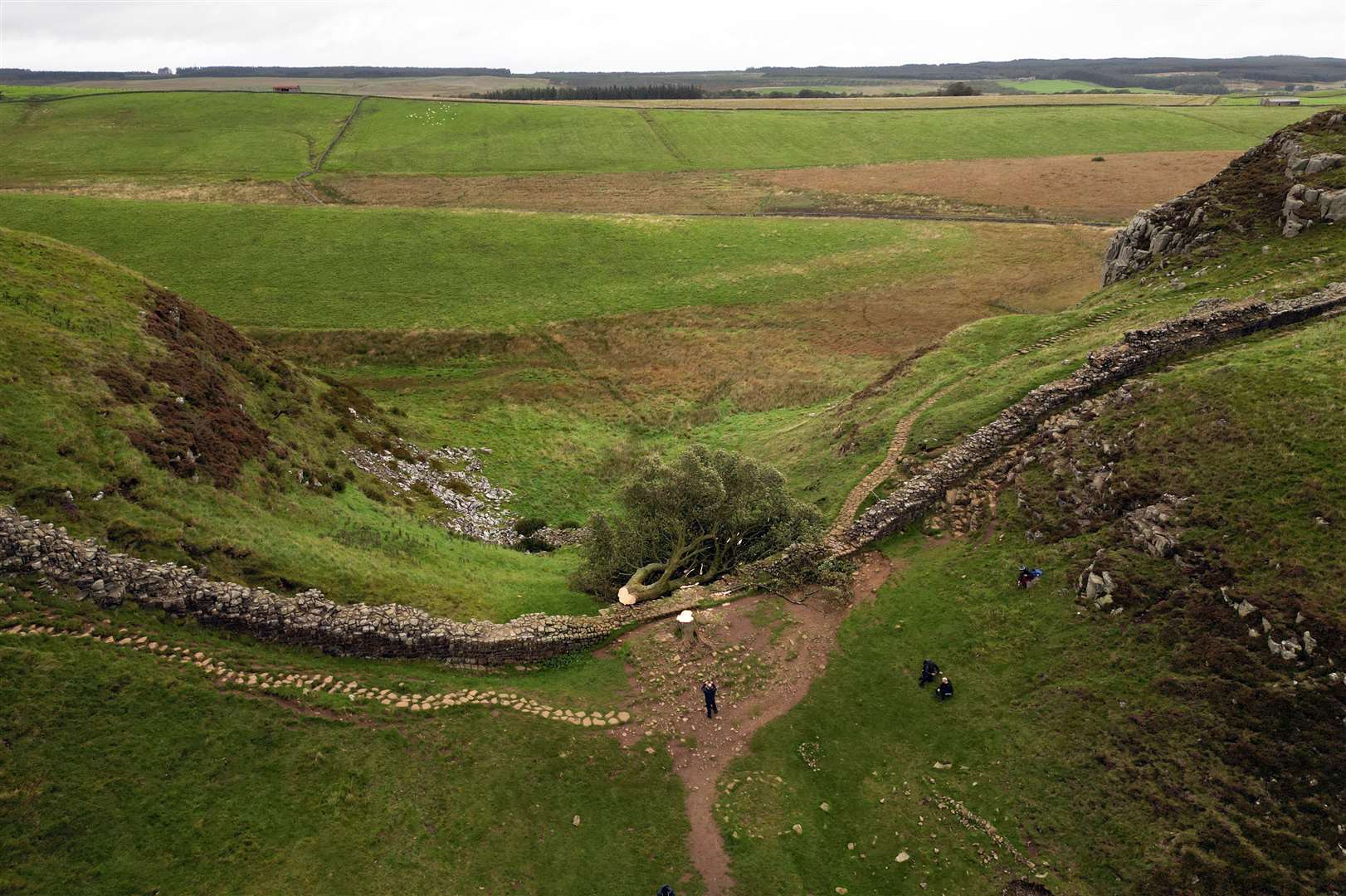 The felled Sycamore Gap tree on Hadrian’s Wall in Northumberland (Owen Humphreys/PA)