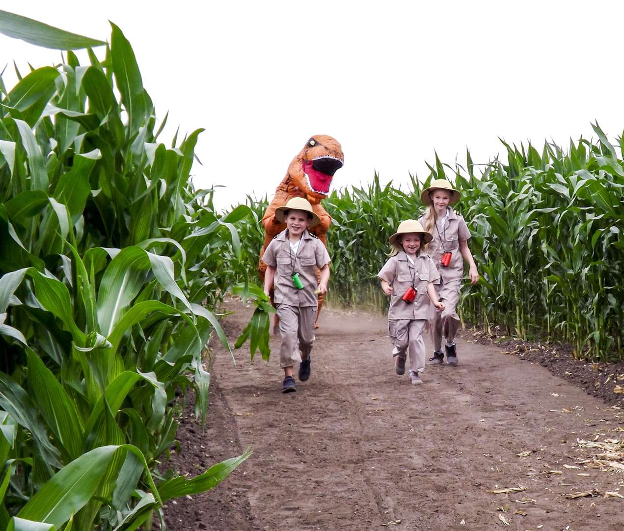On the look out for dinosaurs in the Skylark maize maze: Annabell Wesley, 11, Owen Askew, 7 and Amelia Hathaway, 6. (3047081)