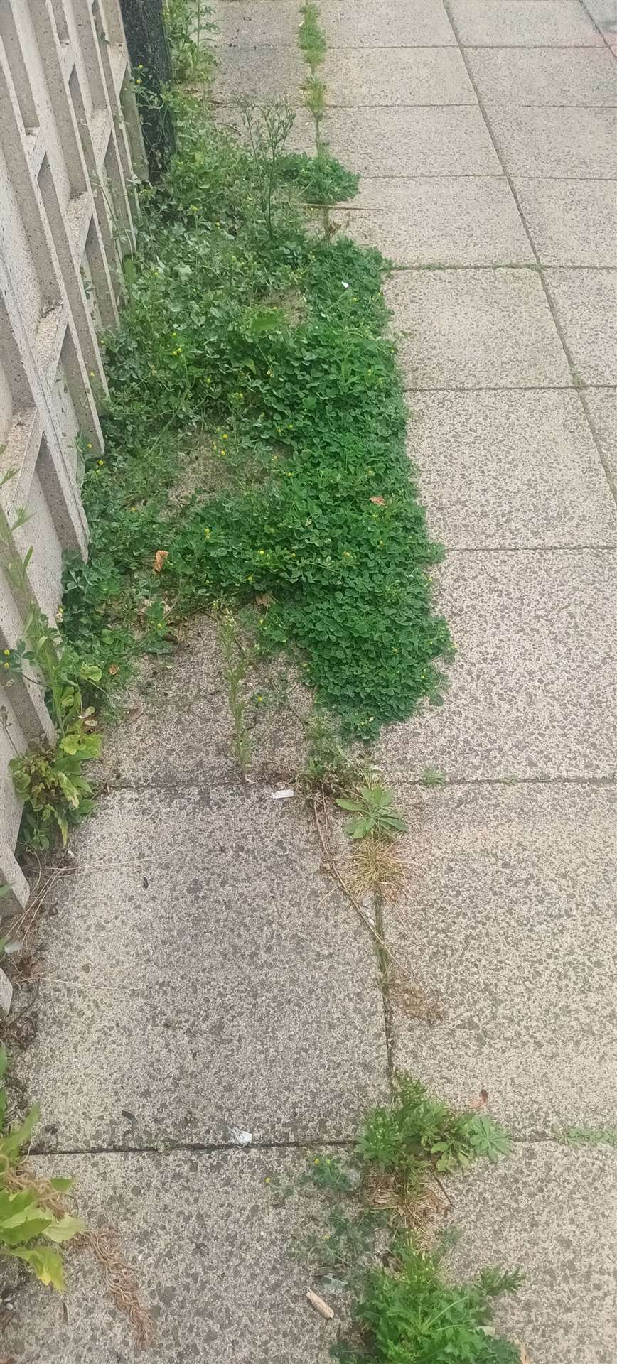 Weeds growing along Robingoodfellows Lane in March.