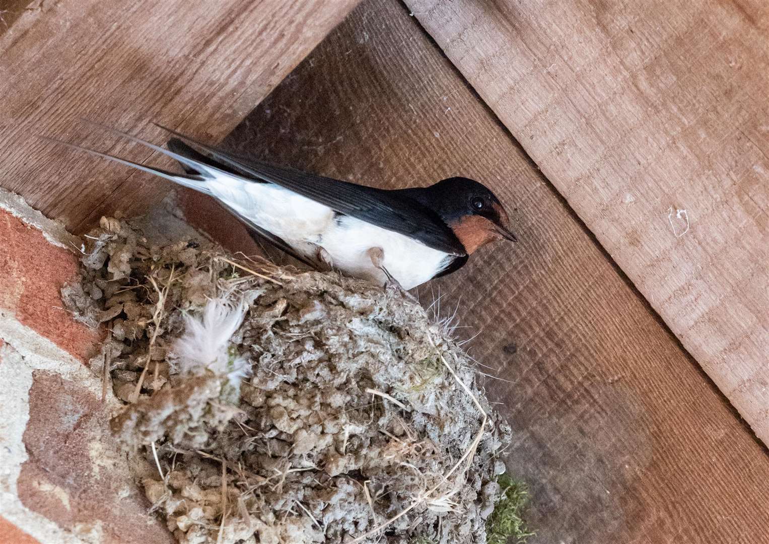 Swallow nests can sometimes break away