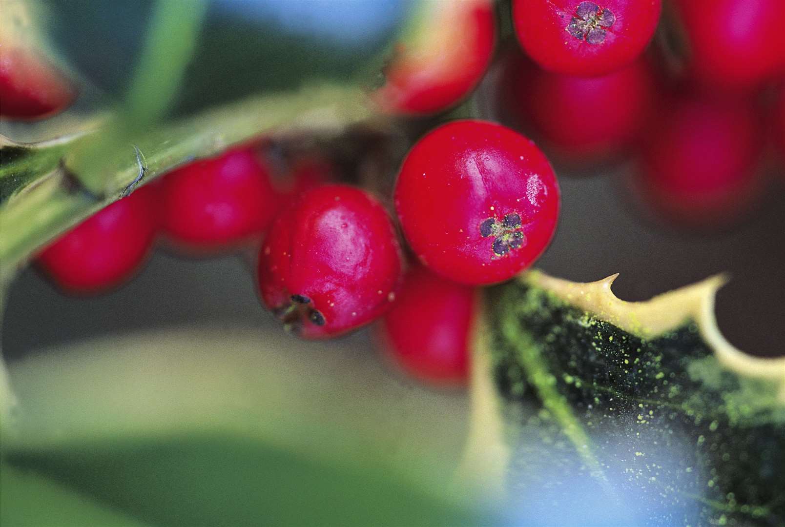 Holly berries and leaves. Image: Stock photo.