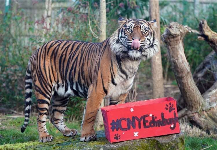 Luca, one of Edinburgh Zoo’s critically endangered Sumatran tigers is given an enrichment box from the city’s Chinese New Year Festival (Andrew Milligan/PA) (61607603)