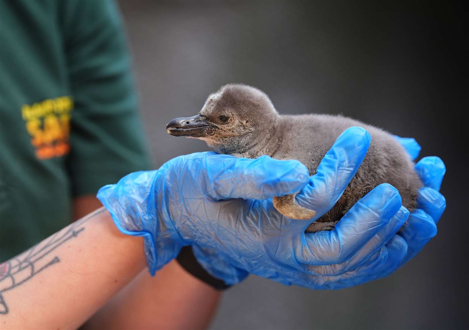 The first penguin chick hatched on the 25 April to parents Penny and Izzy, while the second arrived just a few days later to parents Pete and Bertie (Andrew Milligan/PA)