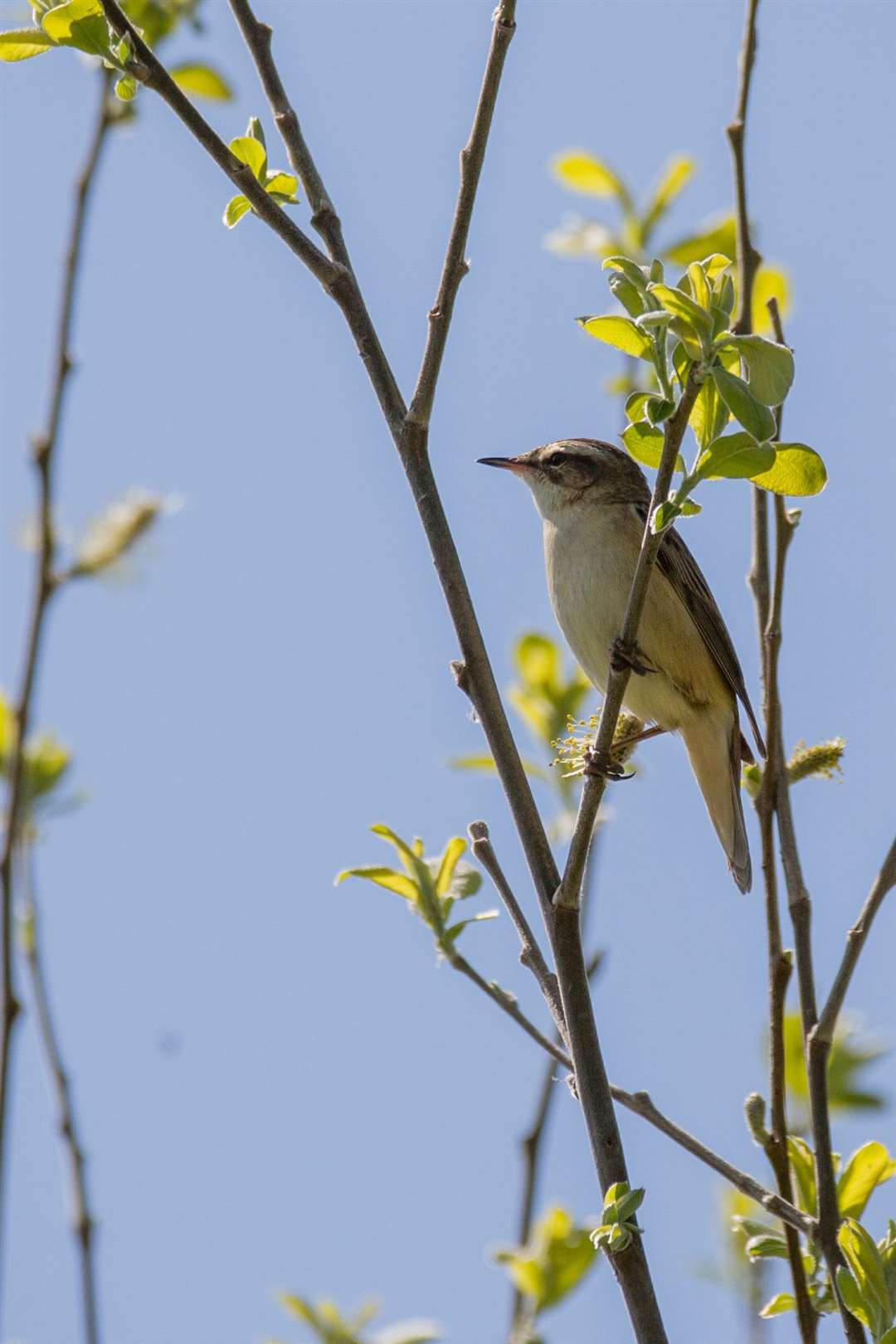 Listen out for the sedge warblers who live along our rivers and waterways. Photo: Roger Rawson. (33933507)