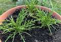 Samphire memories and how to grow your own