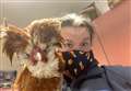 Seven cockerels abandoned in a small box outside a Fenland home 