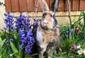 Keep looking after your rabbits