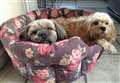 Please keep dogs on a lead in public plea by Fenland couple after distressing attack