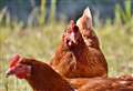 Cambridgeshire bird keepers urged to take further action to curb spread of bird flu