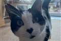267 cat cruelty reports made to RSPCA in Cambridgeshire last year