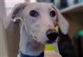 Dog who adores hugs and walks looking for home