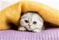 The breed Cats Protection wants banned in the UK 