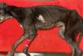 Greyhound owner let dog suffer with 14cm tumour appears in court