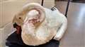 Swan fighting for its life after being shot in the head in March