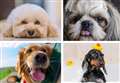 The 10 most Instagrammable dog breeds 