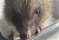 Can you help hogs in need? Hedgehog rescue centre appeals for drivers