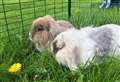 RSPCA appealing for information after three rabbits abandoned outside charity’s animal centre