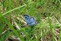 Success for largest ever reintroduction of large blue butterfly