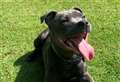 Advice on looking after pets in the heat
