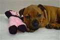 Appeal for Christmas treats for rescue dogs