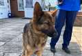 Appeal to reunite lost dog with owners