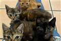 Animal charity reveals increase in animals being dumped