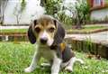 Experts reveal the most Googled questions about puppies
