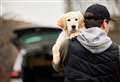 Rise in pet thefts to be investigated 