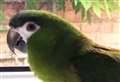 Village rallies for parrot Frank’s safe return home