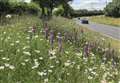 Boost for bees, butterflies and wildlife during ‘No Mow May’ throughout Cambridgeshire