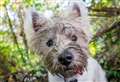 9 plants and insects that can harm your dog 