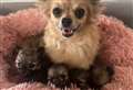 Pet rescue centre seeking help after big pet rescue which included tiny puppies