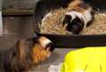 Staff at RSPCA Centre looking to rehome guinea pig pair