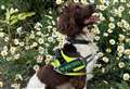 Teenager arrested after police dog discovers hidden drugs