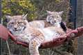 Lynx abandoned in the Cairngorms settle in at their new home