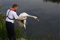 Shot swan is released back into the wild