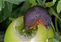 Ongoing drought sees slug numbers shrivel 
