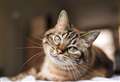 Coronavirus: Owners are safe to allow their cats outside