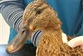 Vet practice issues warning after removing fish hook from duck's bill