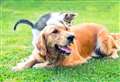 Most popular kitten and puppy names revealed 