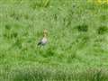 Welney black-tailed godwit takes second ‘partner’