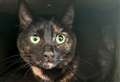 Can you rehome sweet Melody?