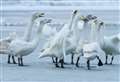 Swan spectacle makes for a wild winter at wetland centre