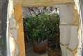 Investigations ongoing after cannabis factory found with around 1,000 plants
